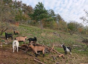 Pastva koz v evropsky významné lokalitě Karlštejn-Koda
