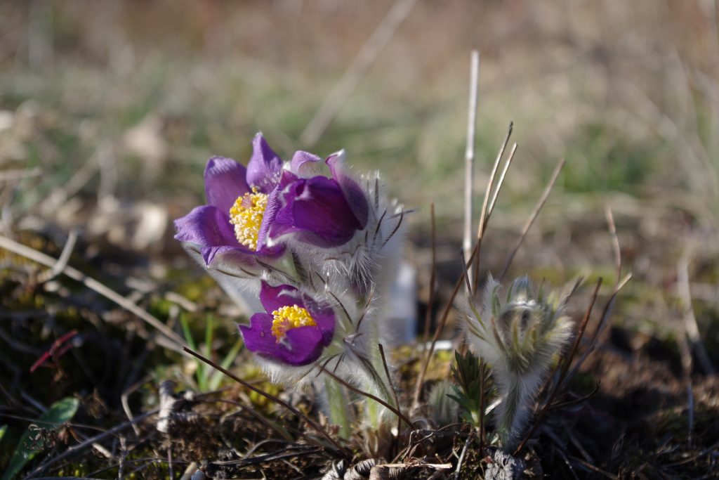 Koniklec otevřený (foto. Jan Šíma)