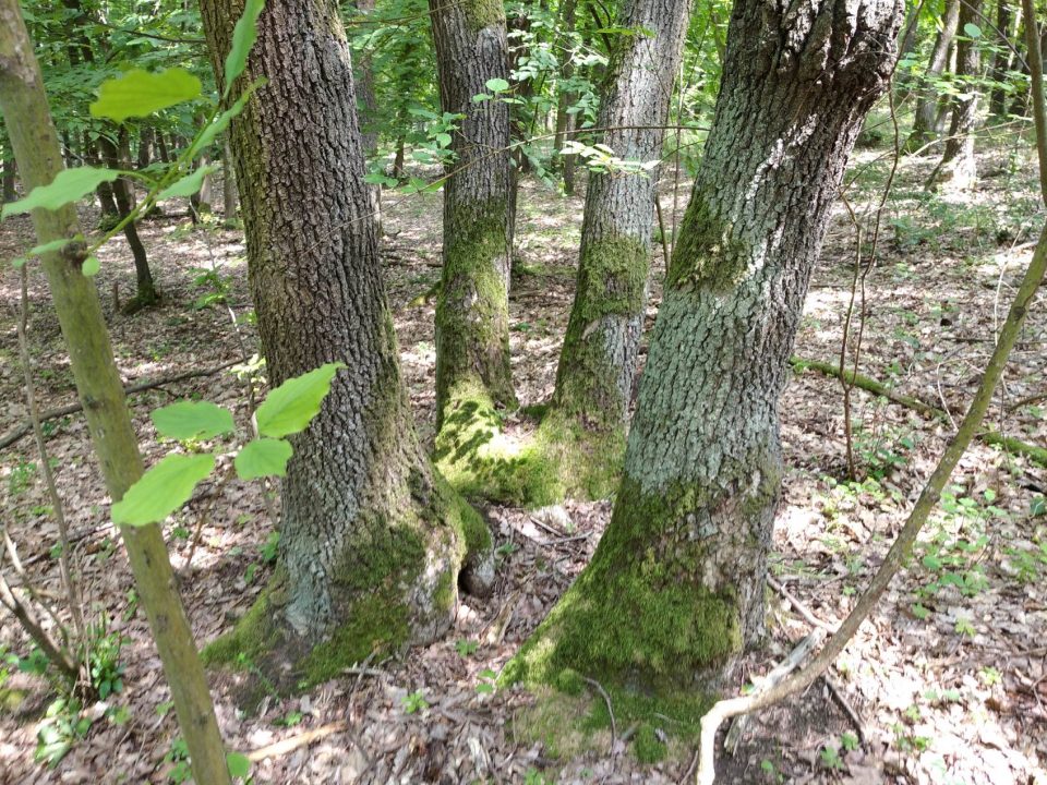 Marking in the coppice forest in Karlštejn-Koda National Nature Reserve. Photo by: Tereza Kočárková