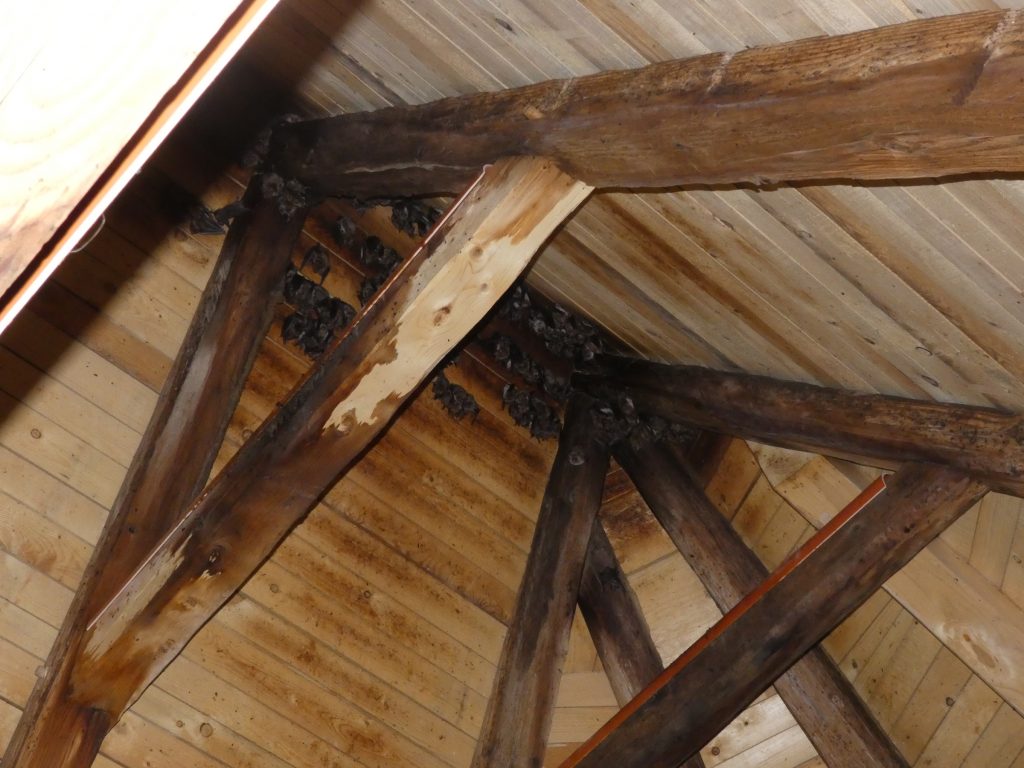Instalace upravených kanalizačních rour a natažení difusní fólie, aby byly před trusem kolonie netopýra velkého chráněny půdní prostory kostela Proměnění Páně ve Zděchově v evropsky významné lokalitě Beskydy. Foto: Milan Šrott