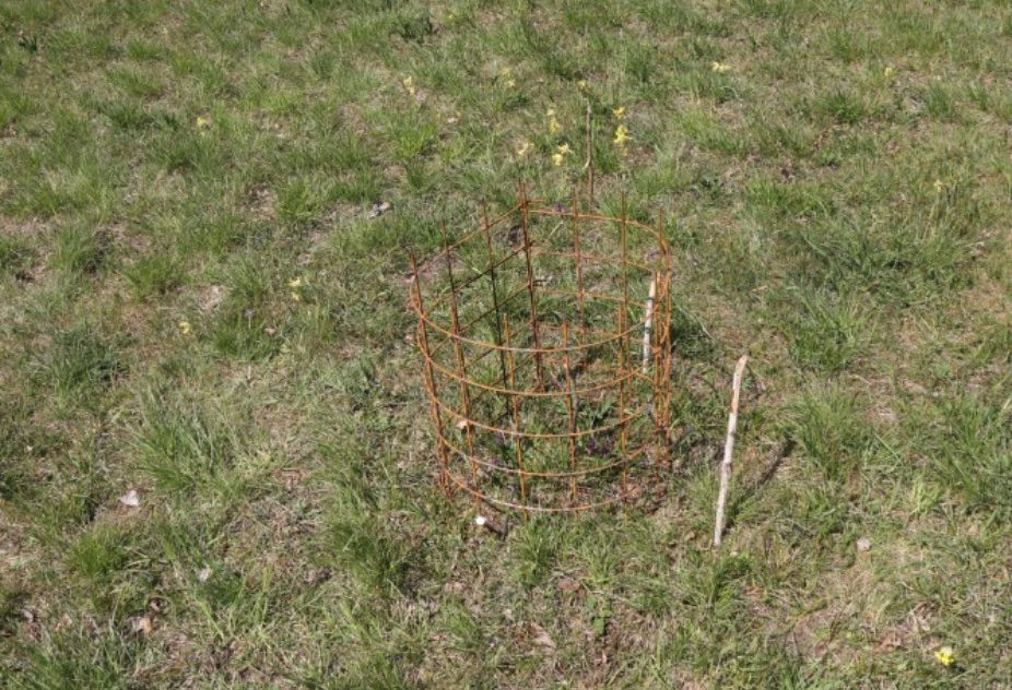 Installation of metal fencing to protect Anacamptis morio from being eaten by game in the meadow near Stará Bohyně close to Děčín, the Bohyňská lada, Chmelník, Lotarův vrch SCI. Photo: Zdeňka Parýzková