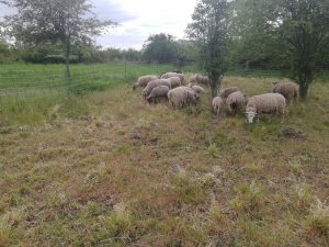 Pastva ovcí s cílem podpořit stav přírodního stanoviště v evropsky významné lokalitě Oblík-Srdov-Brník. Foto: Zdeňka Parýzková