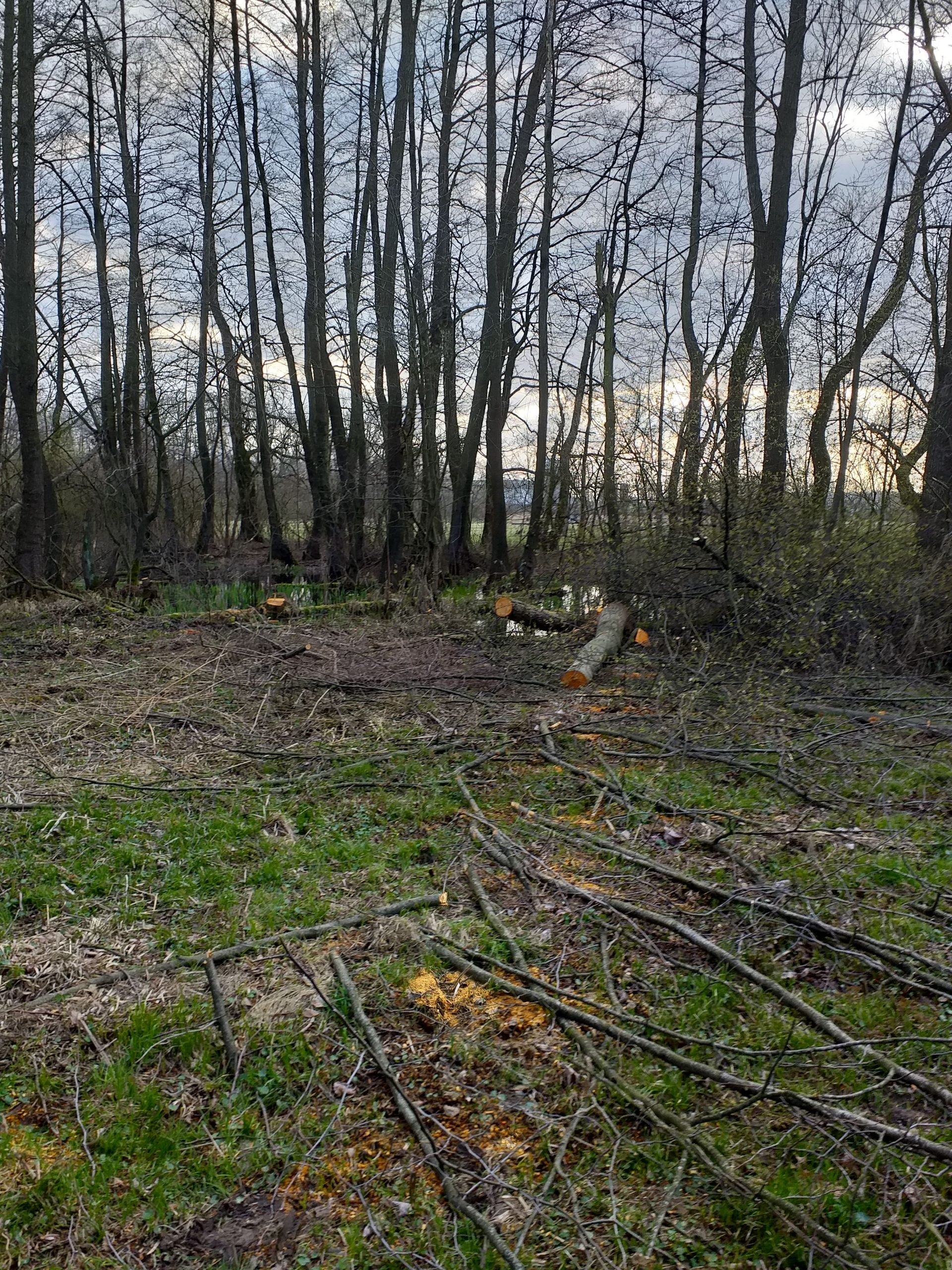 Felling of 48 trees, mostly common alders, and partial lightening of the pond where the great crested newt lives and an edge of the meadow where dusky large blue and large copper occur, in the Litovelské Pomoraví site of Community importance. Photo: Lenka Gillová