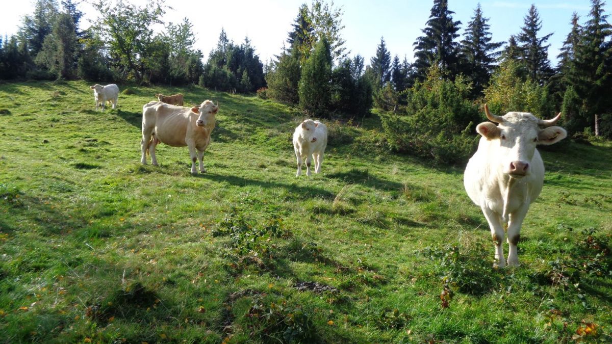 Pastva skotu na Ježovci v evropsky významné lokalitě Beskydy. Foto: Dana Morcinková