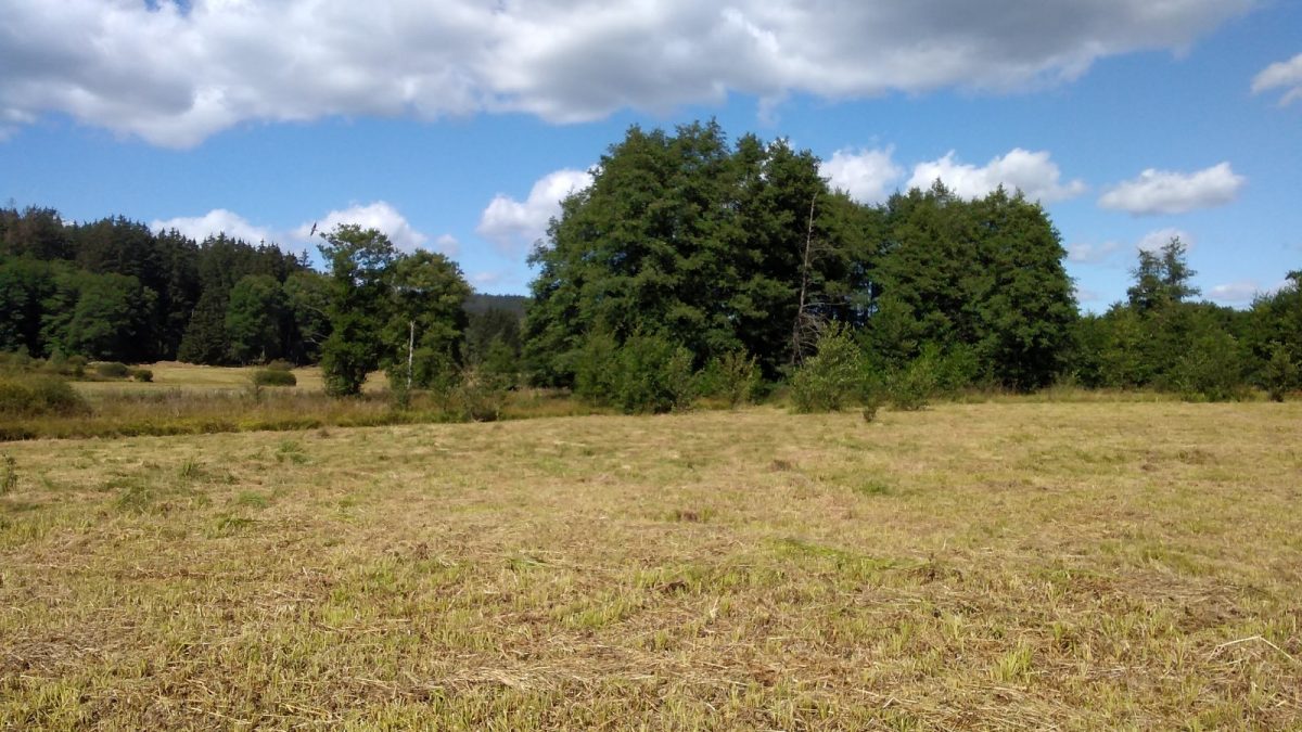 The Niva Nemanického potoka SCI - after mowing. Photo by: Kateřina Marková
