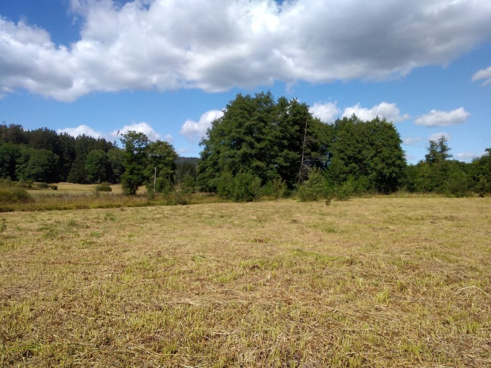 The Niva Nemanického potoka SCI - after mowing. Photo by: Kateřina Marková