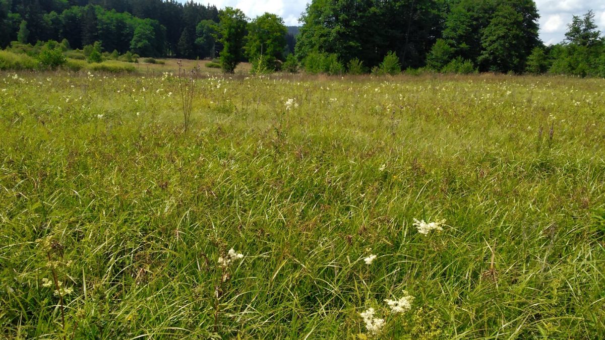 EVL Niva Nemanického potoka – před sečí. Foto: Kateřina Marková