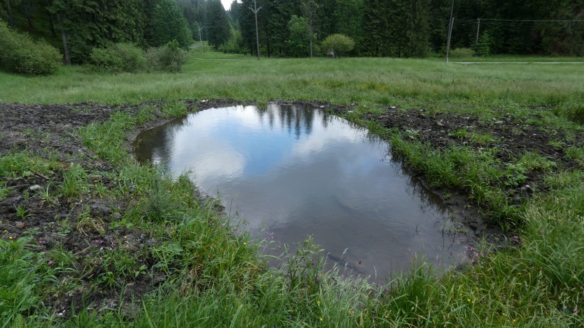 One of the ten digged round pools in the Beskydy Site of Community Importance. Photo by: Martin Škrott