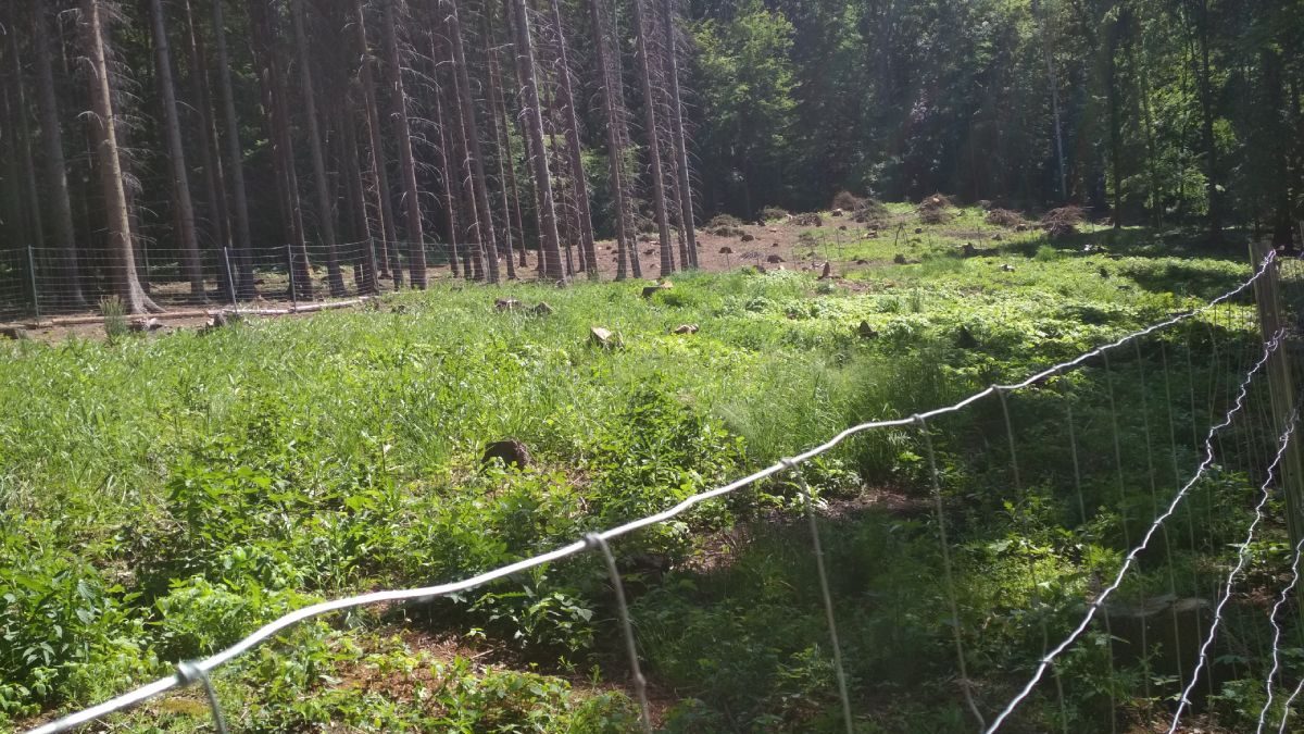 Oplocenka v EVL Bohyňská lada, Chmelník, Lotarův vrch. Foto: Zdeňka Parýzková