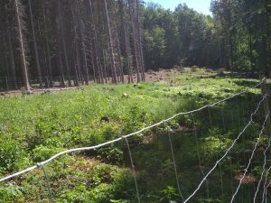 Oplocenka v EVL Bohyňská lada, Chmelník, Lotarův vrch. Foto: Zdeňka Parýzková