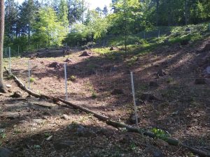 Oplocenka v EVL Bohyňská lada, Chmelník, Lotarův vrch. Foto: Zdeňka Parýzková