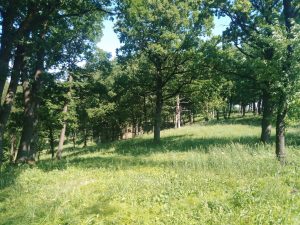 Open forest in the White Carpathians SCI. Photo by Tereza Kočárková