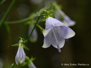 Zvonovec liliolistý. Foto: Aleš Zvára