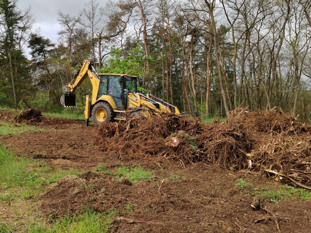 Pulling out stumps after previous felling of undesirable trees, mainly black locust, in the Kleneč SCI. Photo: Zdeňka Parýzková