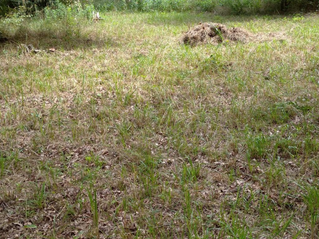 Mowing in the Hodonínská doubrava SCI