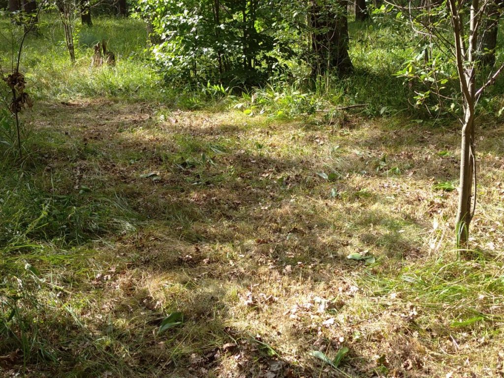 Mozaikové ruční sečení v EVL Hodonínská doubrava.