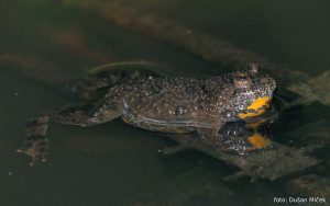 Kuňka žlutobřichá. Foto: Dušan Míček